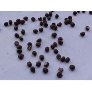 Ceiba Pentandra Seeds