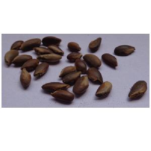Manilkara Hexandra Seeds