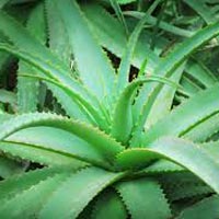 Aloe Vera Leaves