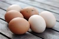 Fresh Eggs