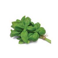 Basil Leaves