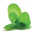 Mint Leaves