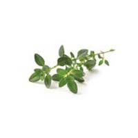 Thyme Leaves