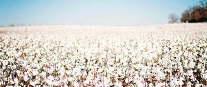 Cotton Bales