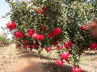 Fresh pomegranate