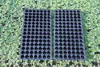 agricultural trays