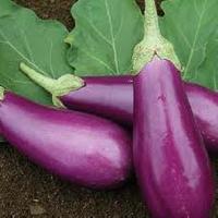 Brinjal