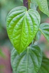 Betel Leaf