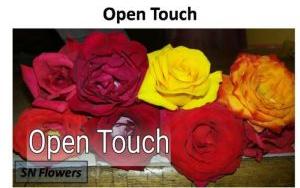 Open Touch Rose