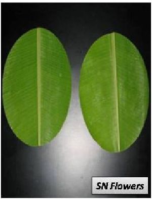 Round Shaped Banana Leaf