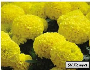 Yellow Marigold Flowers