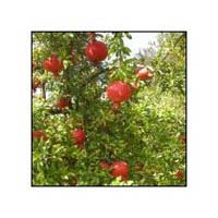 Pomegranate Plants