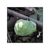 Custard Apple Plants