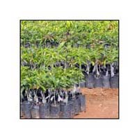 Mango Plants