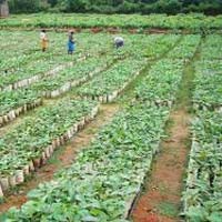 Teak Plants