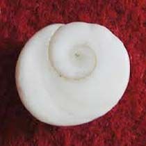 Gomati Chakra