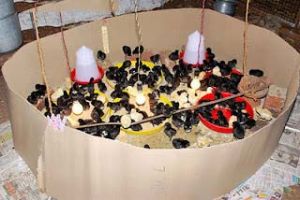 Live Kadaknath Day Old Chicks