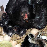 Kadaknath Hatching Eggs