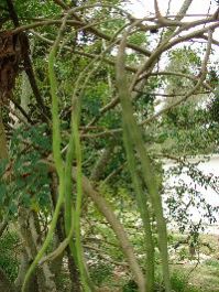 Moringa Oleifera