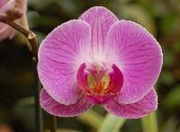 orchids flower