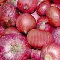 Fresh Red Onion