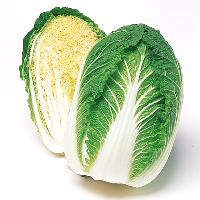 Chinese Cabbage