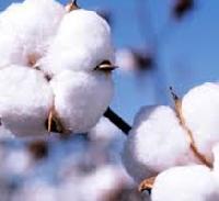 Cotton