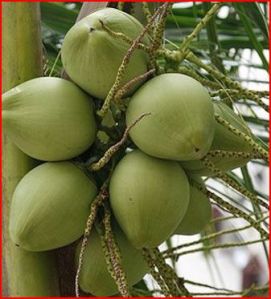 Fresh Coconut