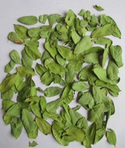 Dried Cassia Auriculata Leaves