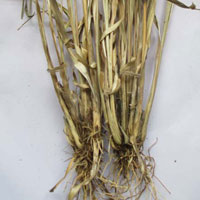 Dried Cymbopogon Citratus