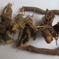 Dried Plumbago Indica Roots