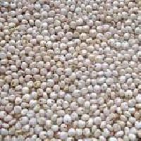 White Sorghum