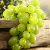 Green fresh Grapes