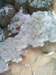 Raw Cotton