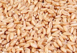 Organic Wheat Seeds