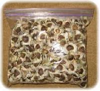 drumsticks seeds