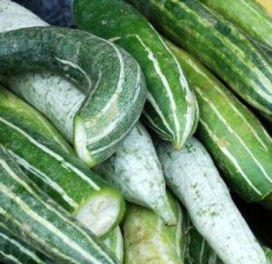 Fresh Snake Gourd