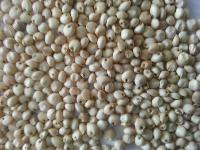 Milky White Sorghum