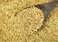 foxtail millet