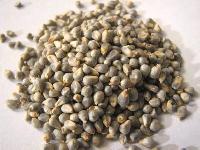 Jowar Seeds