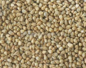 Pearl Millet Seeds