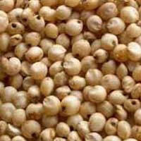 Jowar Seeds