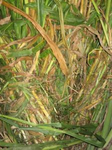 Maize Straw Shredder