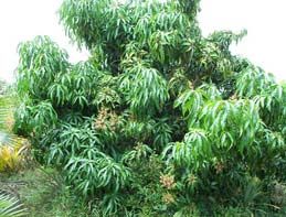 Mango Plant