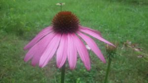 Echinacea dried