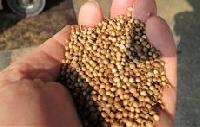 Coriander Seeds