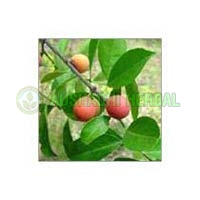 Salacia Reticulata Extract