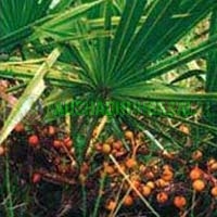 Saw Palmetto Extract