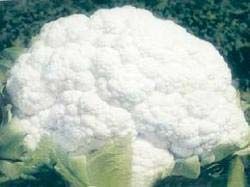 Fresh Cauliflower