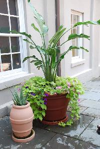 Outdoor Plants